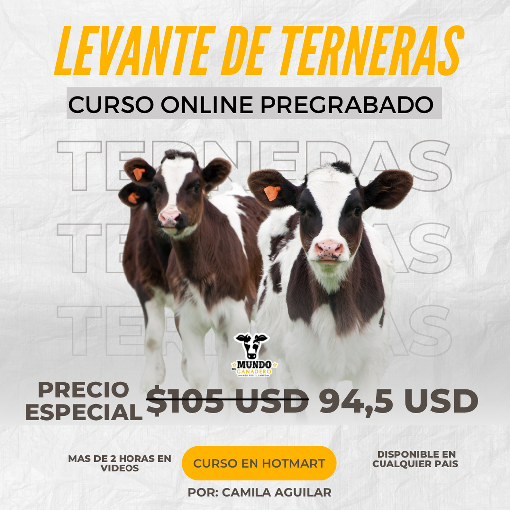 Curso Levante de Terneras