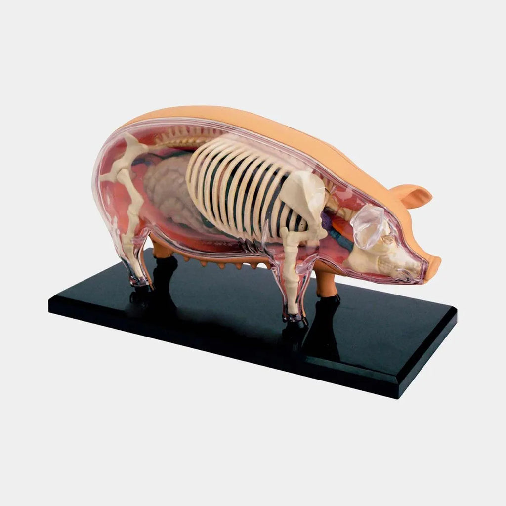 Modelo Anatómico Cerdo