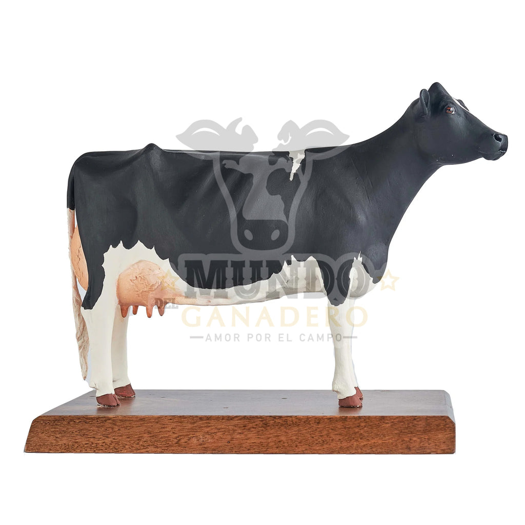 Vaca Holstein Cuerpo Entero