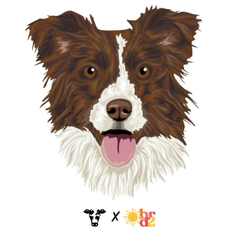 Border Collie Cafe Bordado