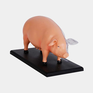 Modelo Anatómico Cerdo