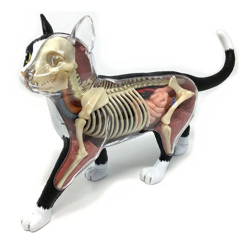 Modelo Anatómico Gato