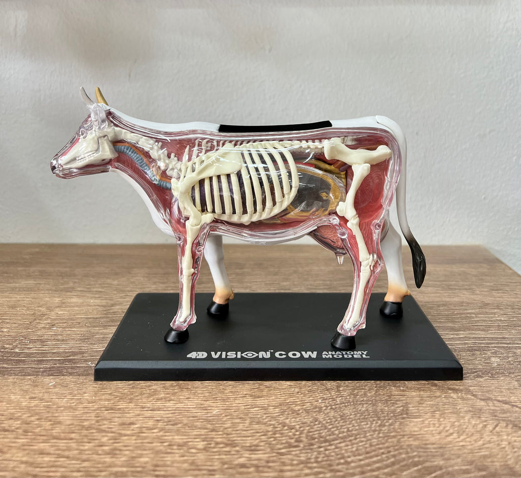 Modelo Anatómico 4D Vaca