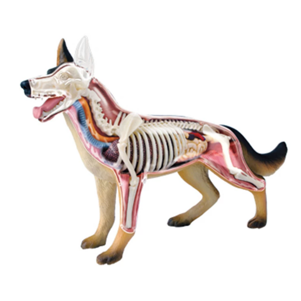 Modelo Anatómico Perro